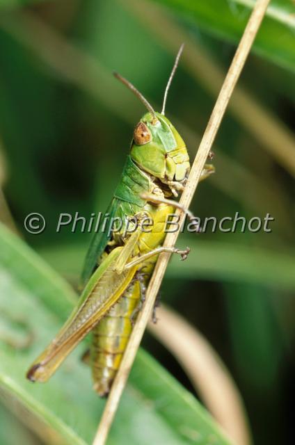 chorthippus 3.JPG - CriquetOrthoptera, AcrididaeFrance